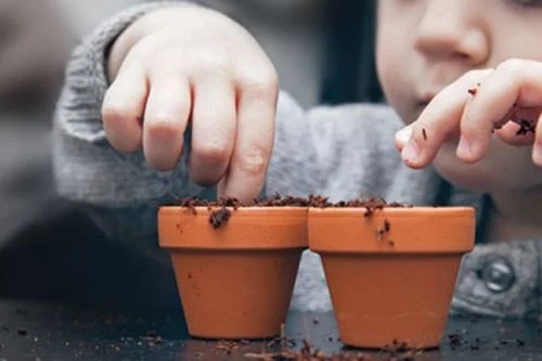 Little Green Fingers