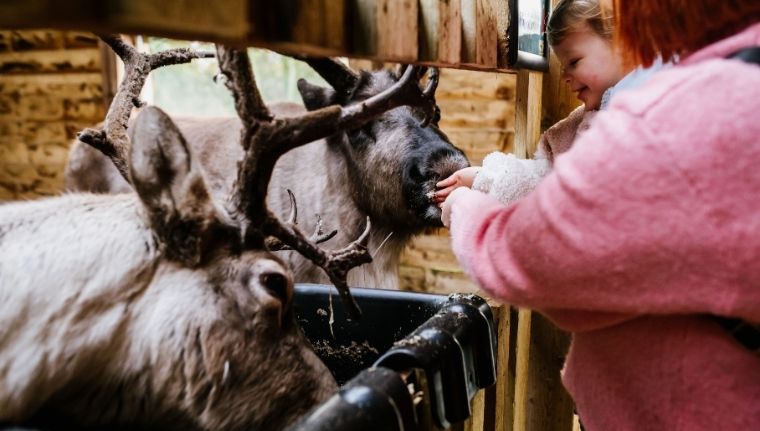 Reindeer