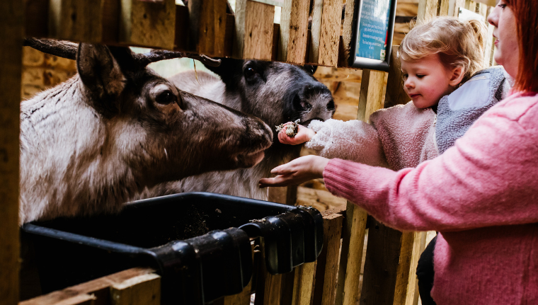 Reindeer Feeding