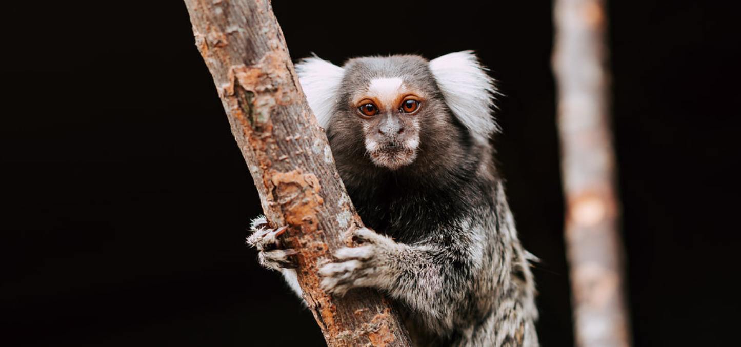 Wild Discovery Animal Experience & Feeding Ribby Hall Village